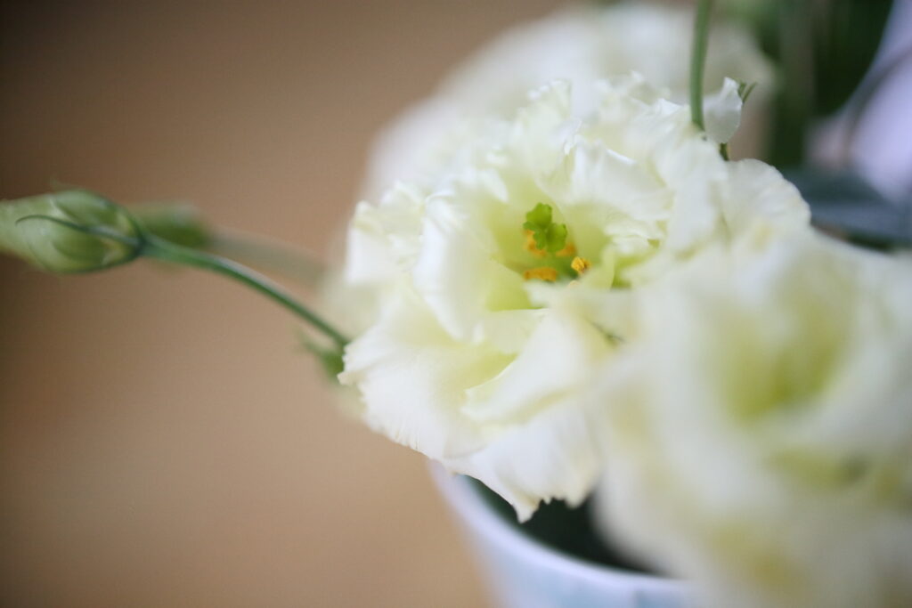 白いトルコキキョウの花。清らかで安心感を与える印象